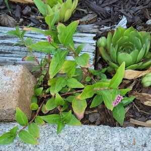 10 Oriental Lady’s Thumbs $6